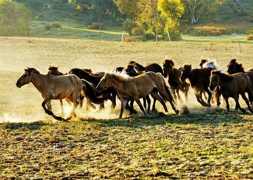 何为“塞翁失马，焉知非福”？