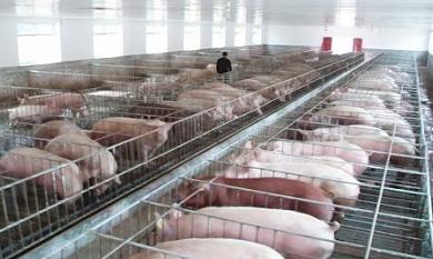 这么可爱的小动物，养它能“暴富”？一年30万，网友：怎么可能