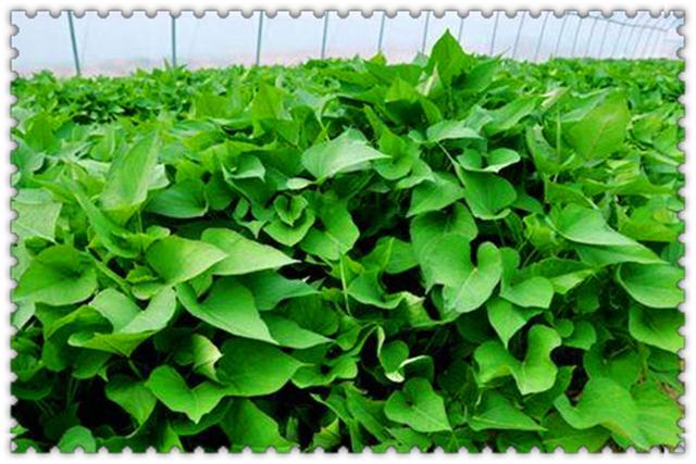 目前在农村，有哪些快速挣钱的办法呢？这几种都行