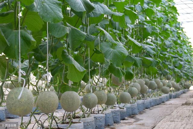 农村五种新型农业种植技术，其中一种很新颖，知道的人很少