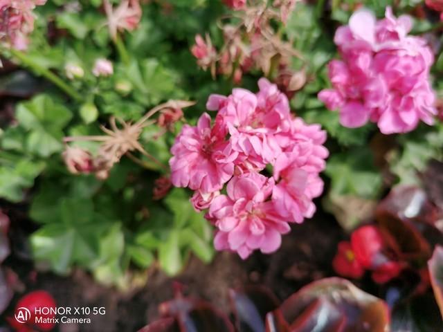 千元最值得购买的5G手机 荣耀X10 vs Redmi 10X