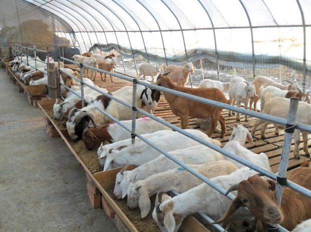 这么可爱的小动物，养它能“暴富”？一年30万，网友：怎么可能