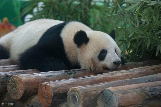 长隆野生动物世界：全国最大的野生动物园