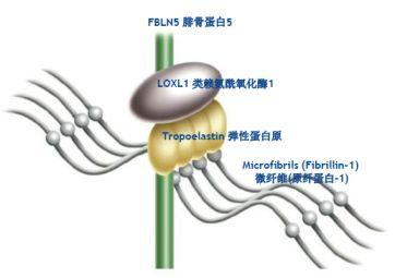 为什么明星专家医生达人纷纷种草这支眼霜？丸美多肽眼精华！