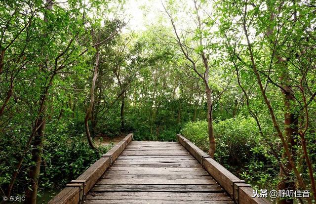 10首轻音乐，放松心情，醉人心扉，太美妙了！