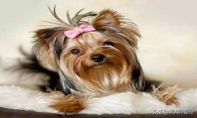 适合作为宠物犬的10大小型犬，你在养吗？