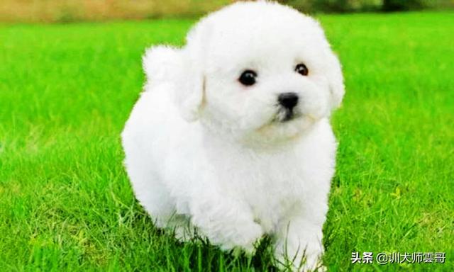 适合作为宠物犬的10大小型犬，你在养吗？