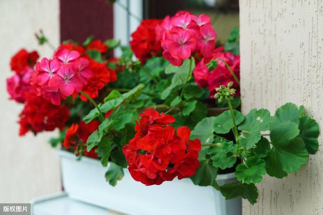 超适合夏季种的3种花，各种一盆，夏季天天有花看