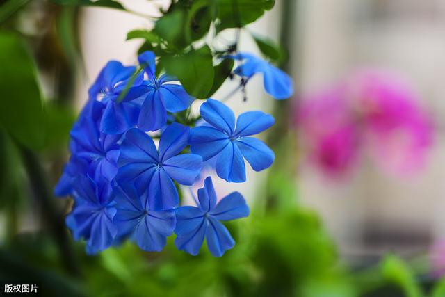 超适合夏季种的3种花，各种一盆，夏季天天有花看