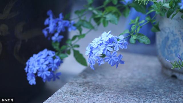 超适合夏季种的3种花，各种一盆，夏季天天有花看