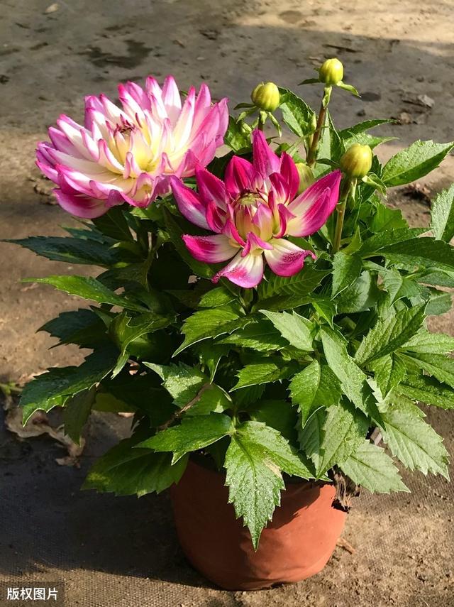 超适合夏季种的3种花，各种一盆，夏季天天有花看