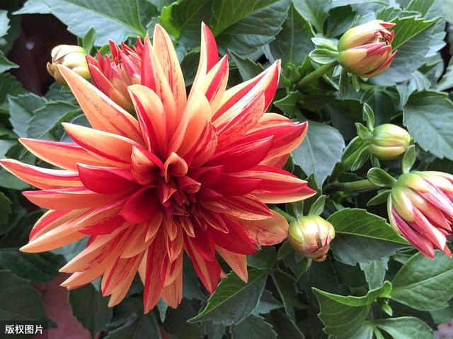 超适合夏季种的3种花，各种一盆，夏季天天有花看