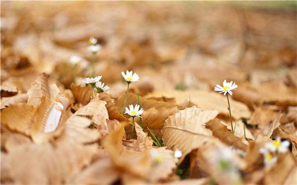 网络赚钱项目有哪些，这七种赚钱项目适合小白