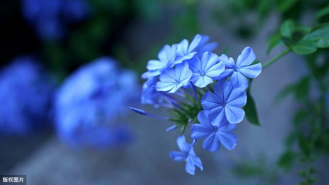 超适合夏季种的3种花，各种一盆，夏季天天有花看