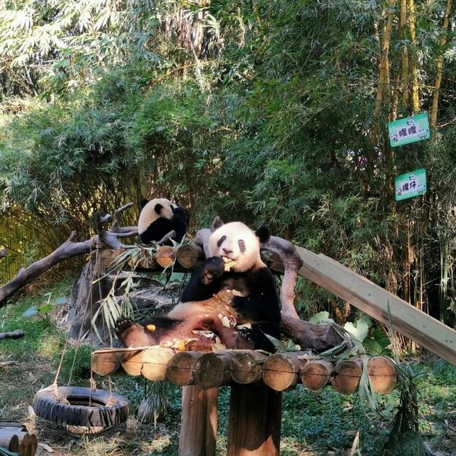 「广州」长隆野生动物世界游玩攻略，带你不走回头路玩遍全园区