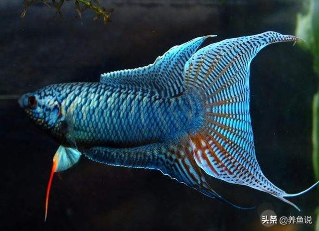 养新手选哪种观赏鱼更容易养？这三种观赏鱼，鱼缸里想养死都难