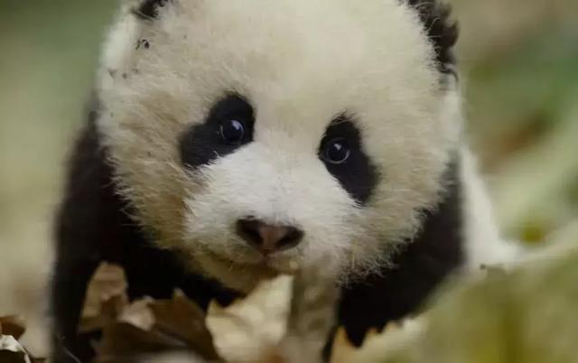 为什么只有中国才有大熊猫？熊猫繁殖能力为什么这么差？