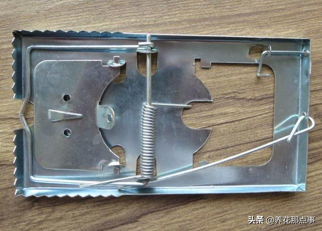 十个花园九个有老鼠，永永远远除不尽，教你正确消灭老鼠