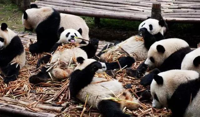 为什么只有中国才有大熊猫？熊猫繁殖能力为什么这么差？