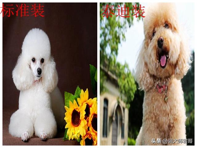 适合作为宠物犬的10大小型犬，你在养吗？