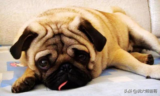 适合作为宠物犬的10大小型犬，你在养吗？