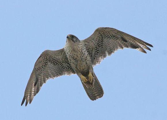 “万鹰之神”、满族图腾海东青到底是什么样的猛禽