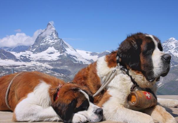 全球体型最大的10大宠物狗，感觉应该有藏獒？