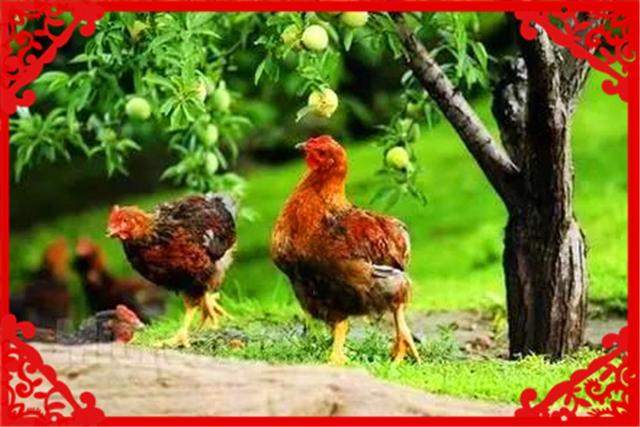 农村种养混合，这几个项目比较赚钱，推荐一下