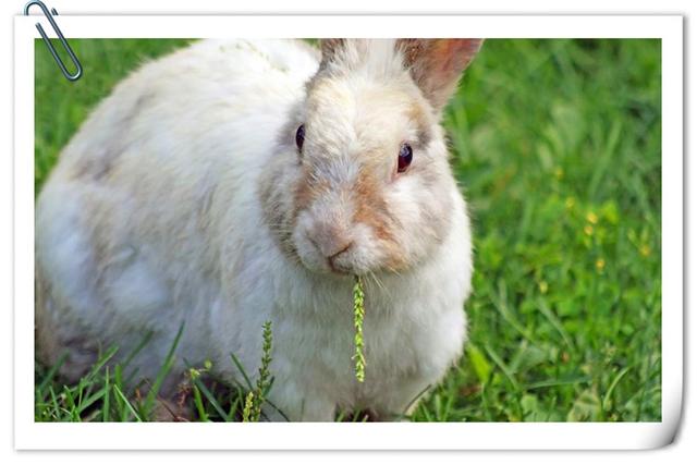 投资少、赚钱快，这4个农村养殖业项目很具备发展前景，推荐一下