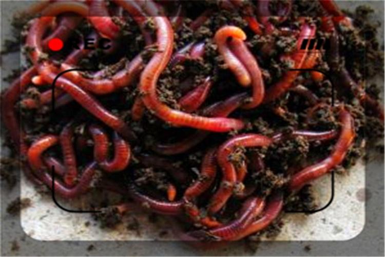 43岁的返乡创业者，5万元投入，养什么能一年稳妥收入10万？