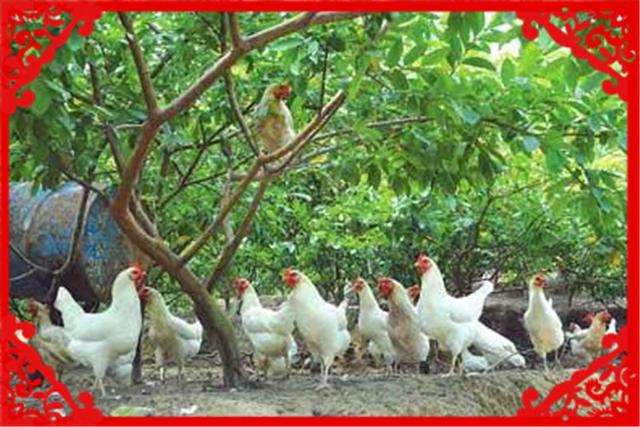 农村种养混合，这几个项目比较赚钱，推荐一下