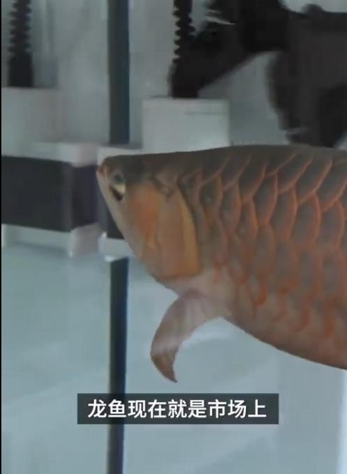 龙鱼整容师回应：龙鱼眼睛整容千元一次，术前签订风险协议