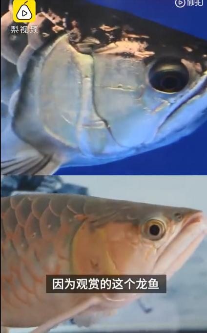 龙鱼整容师回应：龙鱼眼睛整容千元一次，术前签订风险协议