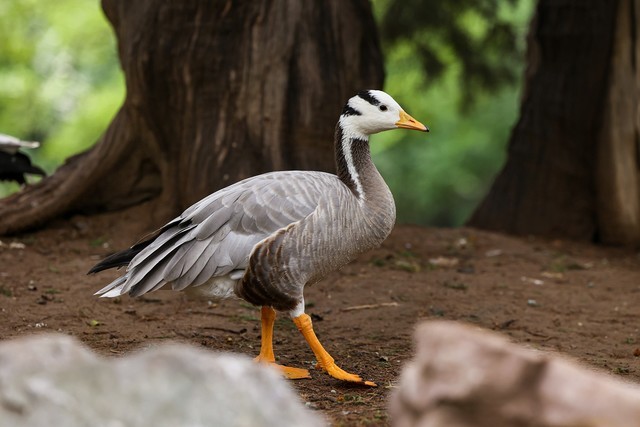 全画幅基准对决 EOS R6 vs A7M3谁是性价比之王