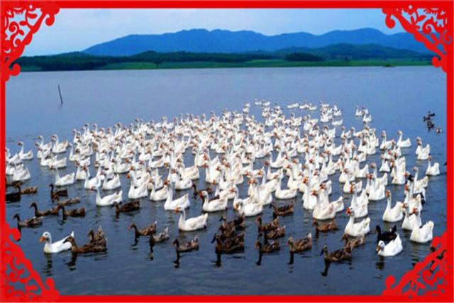 40多岁的人在外拼搏12年，太累了、想回农村发展，有什么好项目？