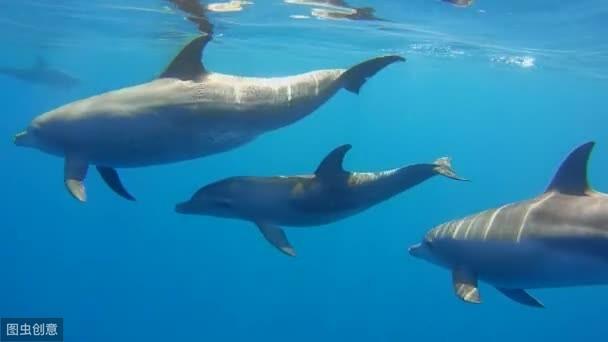 海豚一直都是人们非常喜欢的动物，关于海豚，你了解多少呢？