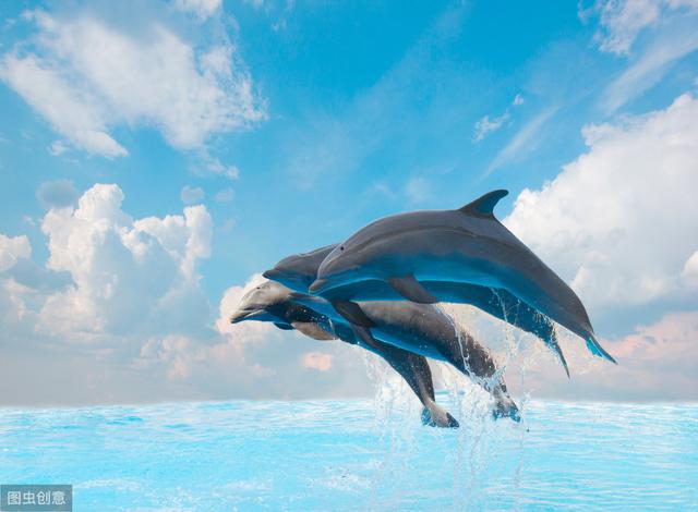 海豚一直都是人们非常喜欢的动物，关于海豚，你了解多少呢？