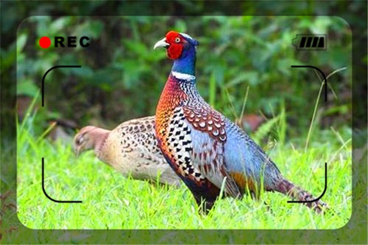 49岁人不想在城市混日子，想回农村搞养殖，养什么比较有前景？