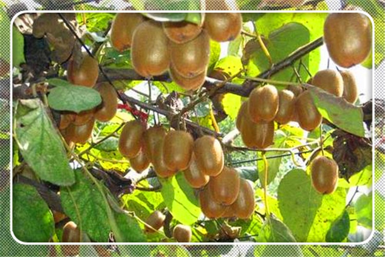 44岁的创业失败者心灰意冷，想回农村种几亩荒地，种什么效益高