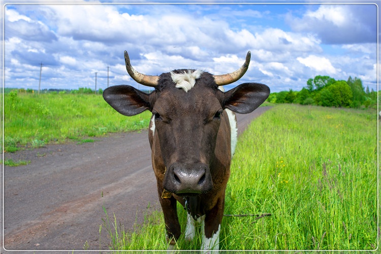 53岁的人负债百万，想回农村搞养殖，养什么有前景、比较稳妥？