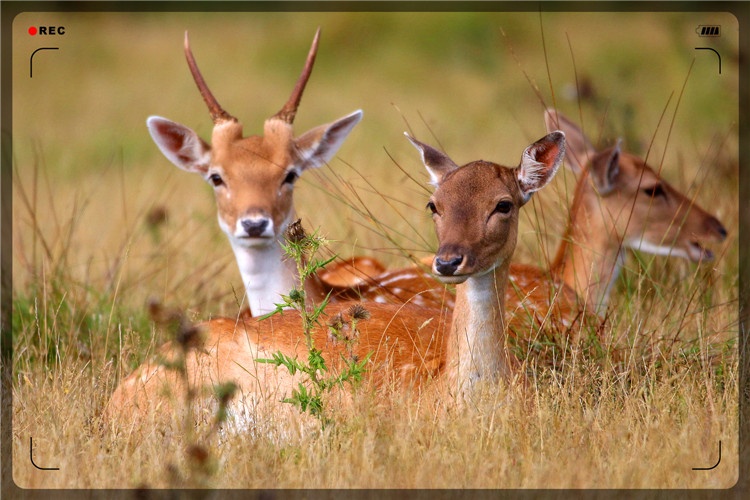 49岁人不想在城市混日子，想回农村搞养殖，养什么比较有前景？