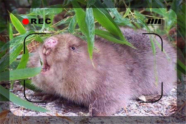 49岁人不想在城市混日子，想回农村搞养殖，养什么比较有前景？