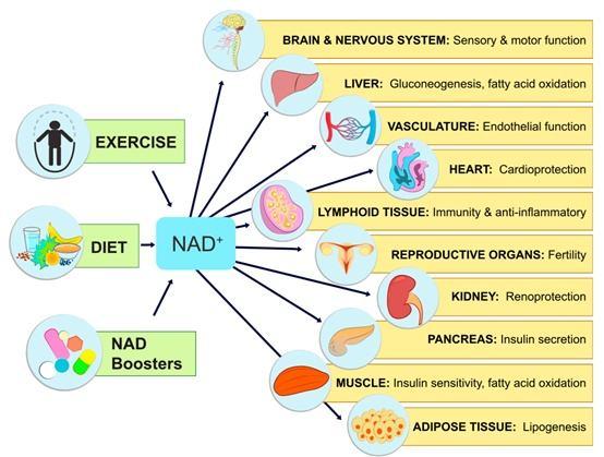 "长寿药"巨头又遭抹黑？未来产业规模或达千亿