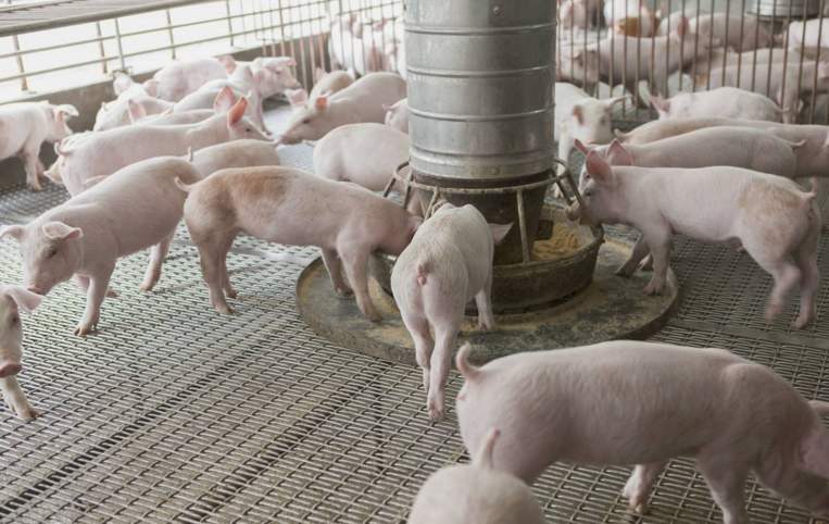 中国养猪大王：靠养猪成亿万富豪，一年卖出1025万头生猪