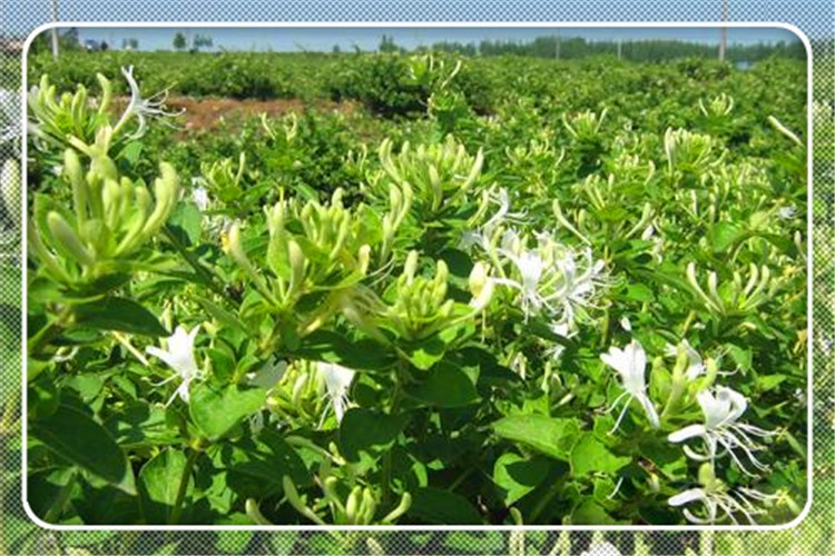 44岁的创业失败者心灰意冷，想回农村种几亩荒地，种什么效益高