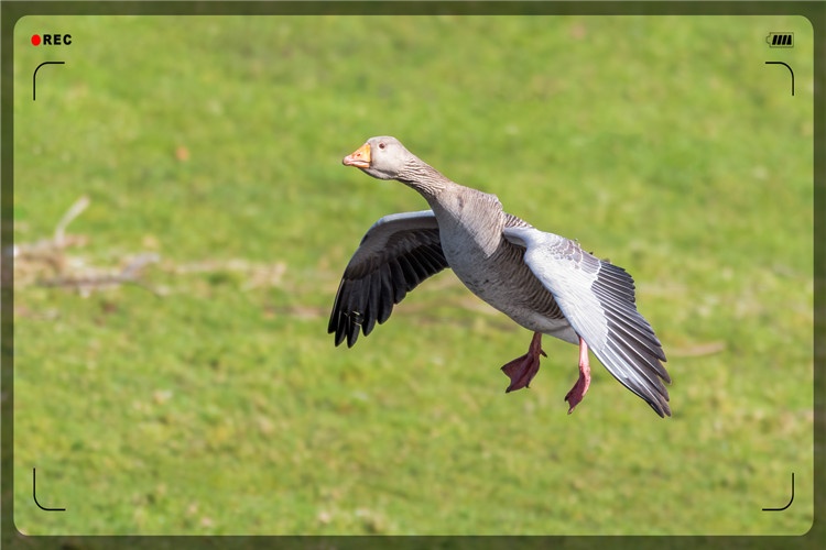 49岁人不想在城市混日子，想回农村搞养殖，养什么比较有前景？