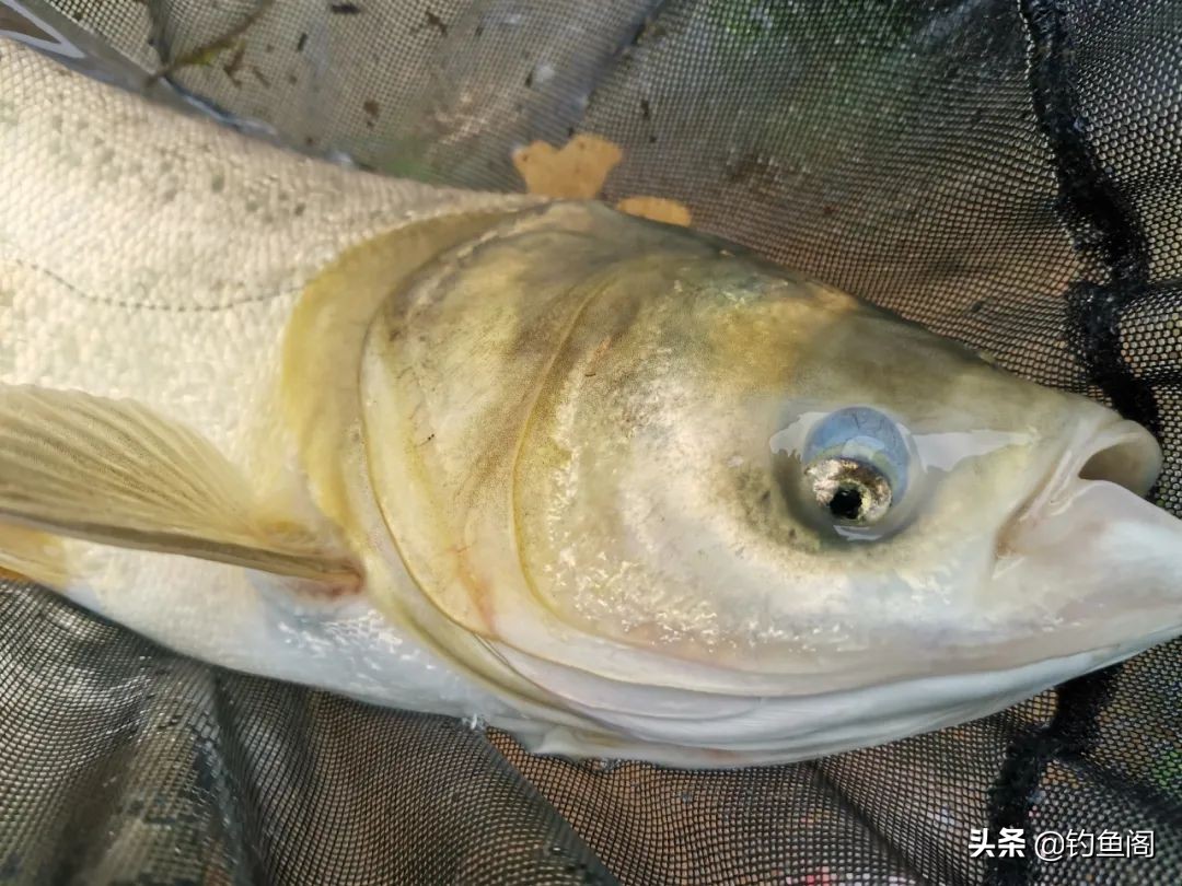 77f7c18fcc45461fbc38d4a1bde3373d?from=pc