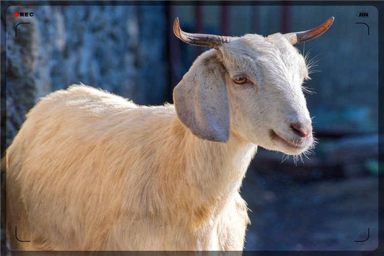 52岁人在城市无事可做，想回农村搞养殖，养什么稳妥、销路好？