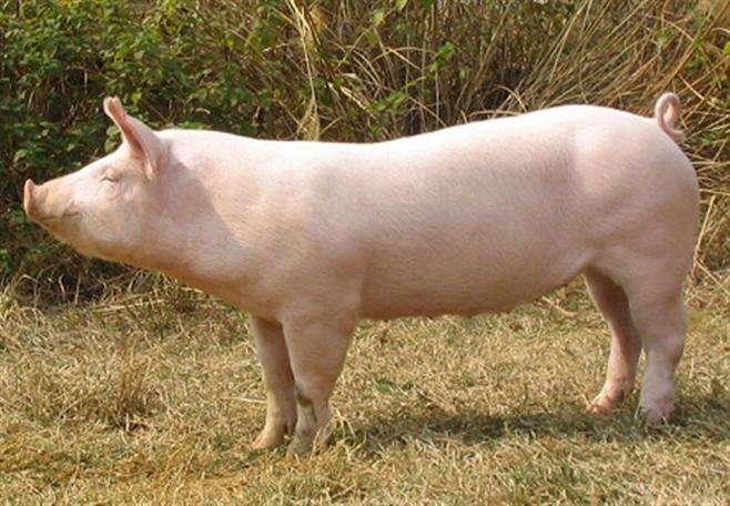 “猪茅”被打回原形！市值蒸发超1000亿，股价暴跌30%