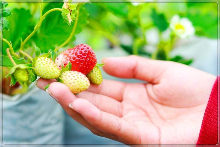 一个52岁的人在农村，可以做哪些小生意，收入比外出打工强？